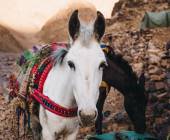 Climb Morocco’s Mt Toubkal