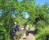 Tuscany Walks & Chianti Wines