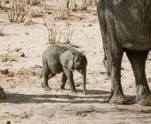 Botswana & Zimbabwe Lodge Safari
