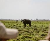 Botswana & Zimbabwe Lodge Safari