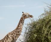 Botswana & Zimbabwe Lodge Safari