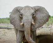 Botswana & Zimbabwe Lodge Safari