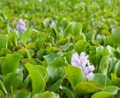 Pantanal – Land of the Jaguar