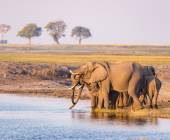 Wildlife & Wilderness of Botswana