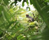 Chimps & Gorillas of Uganda