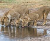 Wildlife & Wilderness of Botswana