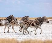 Wildlife & Wilderness of Botswana