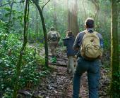 Chimps & Gorillas of Uganda