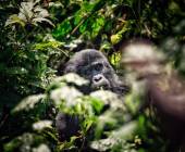Chimps & Gorillas of Uganda