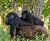 Chimps & Gorillas of Uganda