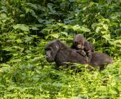 Gorillas & Masai Mara – Camping