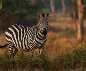 Chimps & Gorillas of Uganda