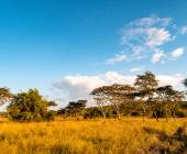 Chimps & Gorillas of Uganda