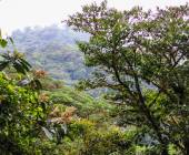 Monteverde Cloud Forest