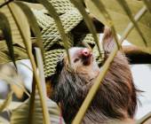 Monteverde Sloth Sanctuary