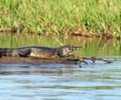 Pantanal – Land of the Jaguar