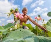 Thailand Lotus Season