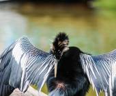 Tortuguero wildlife