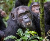 Chimps & Gorillas of Uganda