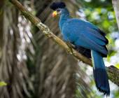 Chimps & Gorillas of Uganda