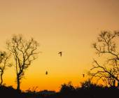 Pantanal – Land of the Jaguar