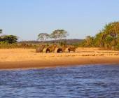Pantanal – Land of the Jaguar