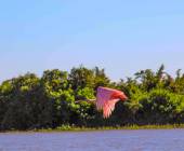 Pantanal – Land of the Jaguar