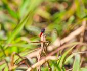 Pantanal – Land of the Jaguar