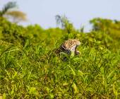 Pantanal – Land of the Jaguar