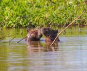 Pantanal – Land of the Jaguar