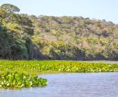 Pantanal – Land of the Jaguar