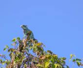 Pantanal – Land of the Jaguar