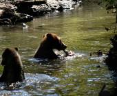 Whales & Bears of British Columbia
