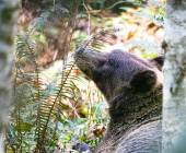 Whales & Bears of British Columbia