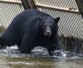 Whales & Bears of British Columbia