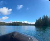 Whales & Bears of British Columbia