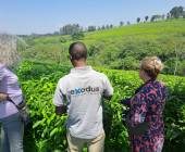 Chimps & Gorillas of Uganda