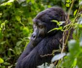 Chimps & Gorillas of Uganda