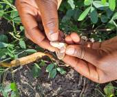 Chimps & Gorillas of Uganda