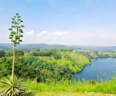 Chimps & Gorillas of Uganda