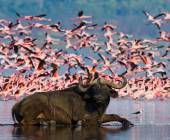 Kenya & Tanzania Adventure