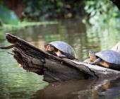 Costa Rica Adventure Family Holiday