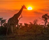 South Africa: Walking & Wildlife