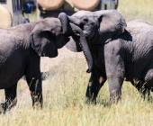 Kenya & Tanzania Adventure