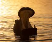 South Africa: Walking & Wildlife