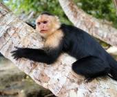 Costa Rica Adventure Family Holiday