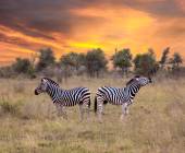 South Africa: Walking & Wildlife
