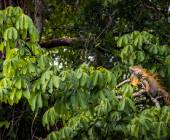 Costa Rica Adventure Family Holiday