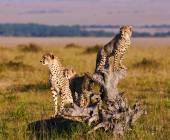 Kenya & Tanzania Adventure