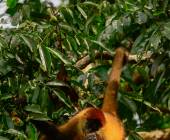 Costa Rica Adventure Family Holiday